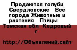 Продаются голуби Свердловские - Все города Животные и растения » Птицы   . Томская обл.,Кедровый г.